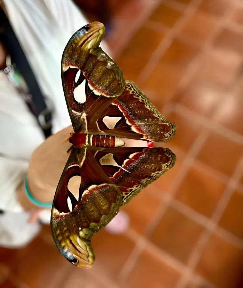 Attacus Atlas - największa ćma świata z charakterystycznymi wzorami na skrzydłach