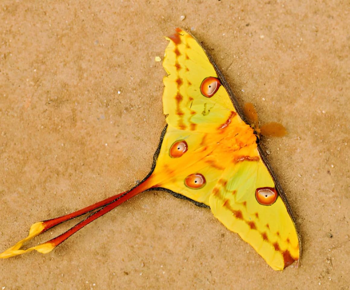 Argema Mittrei