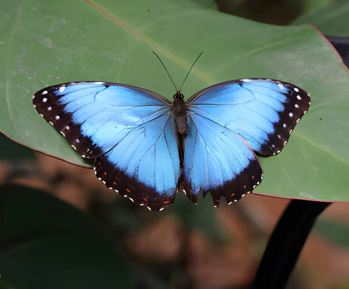 Morpho Peleides – Błękitny Morpho