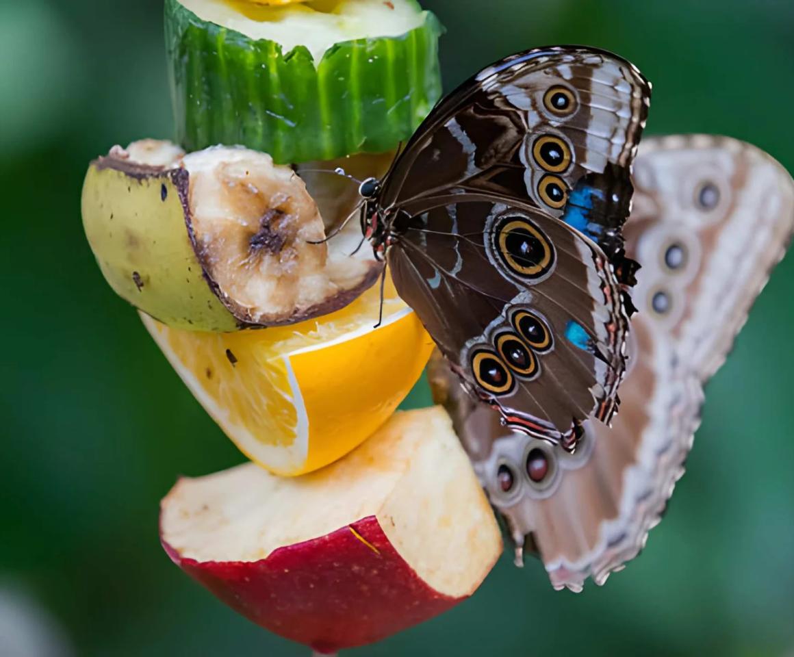 Motyl karmiony roztworem cukrowym - poradnik żywienia motyli